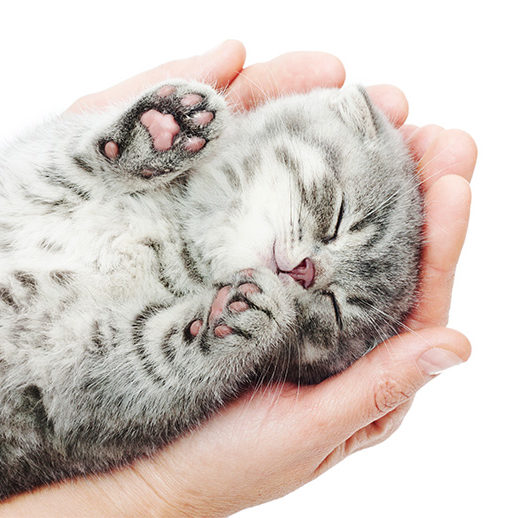 Sleeping kitten on hand white background.British Shorthair cat.